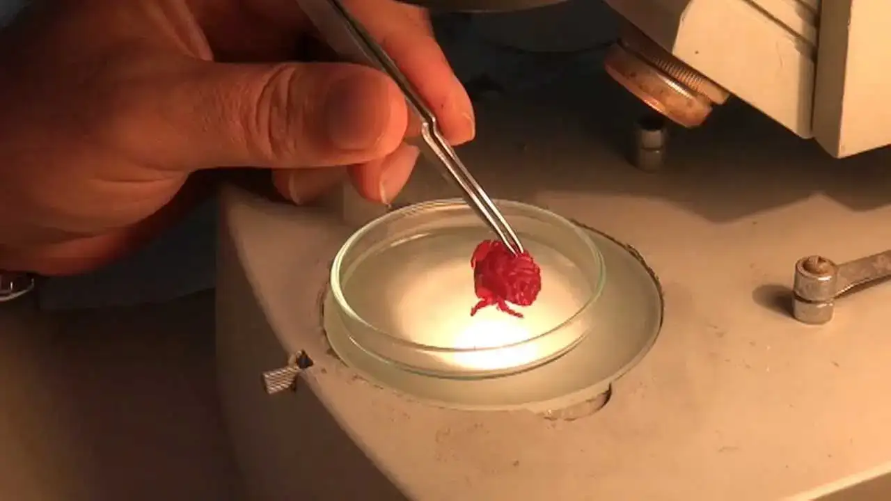 İskenderun Körfezi’nde İlk Kez Görüldü: Akdeniz’e Tropik Göç Başladı! 1